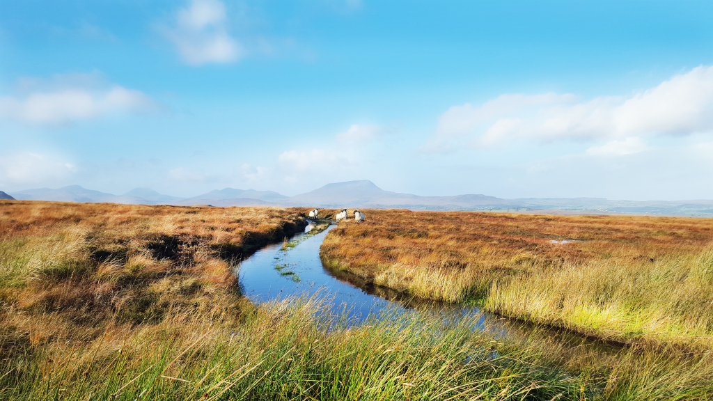 Donegal Irlande moutons