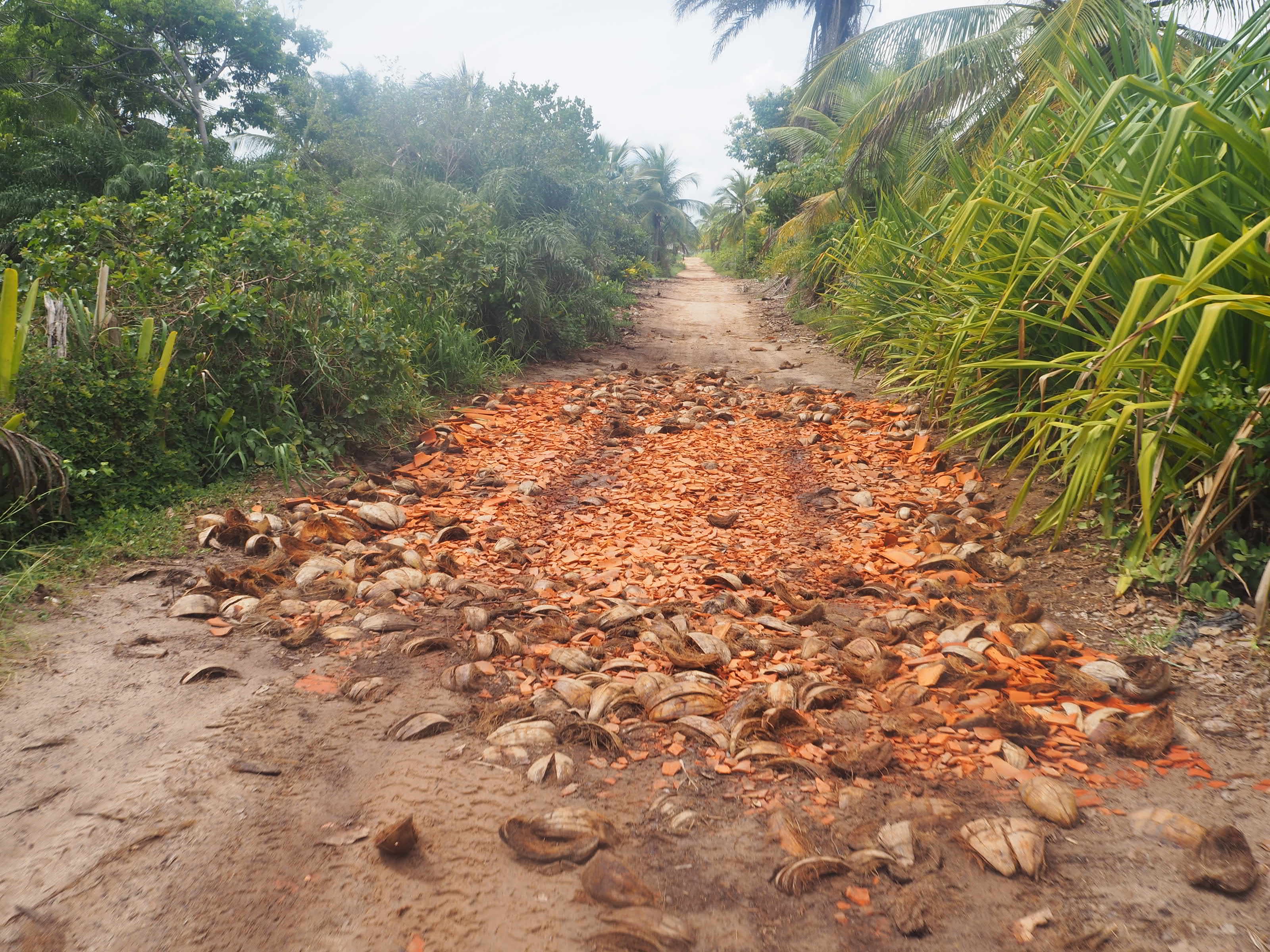 Route de cocotier à Barra Grande. Les routes sont aussi faites de coco écrasées