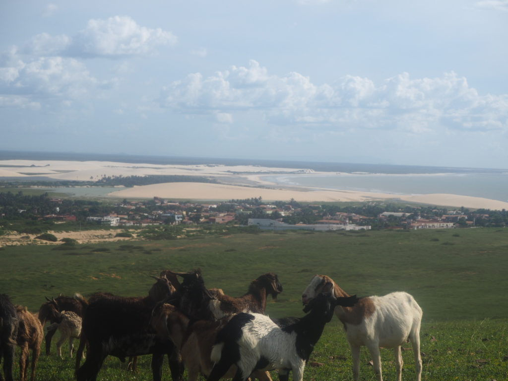 Balada à Jericoacoara, Ceara, Brésil. Des chevres