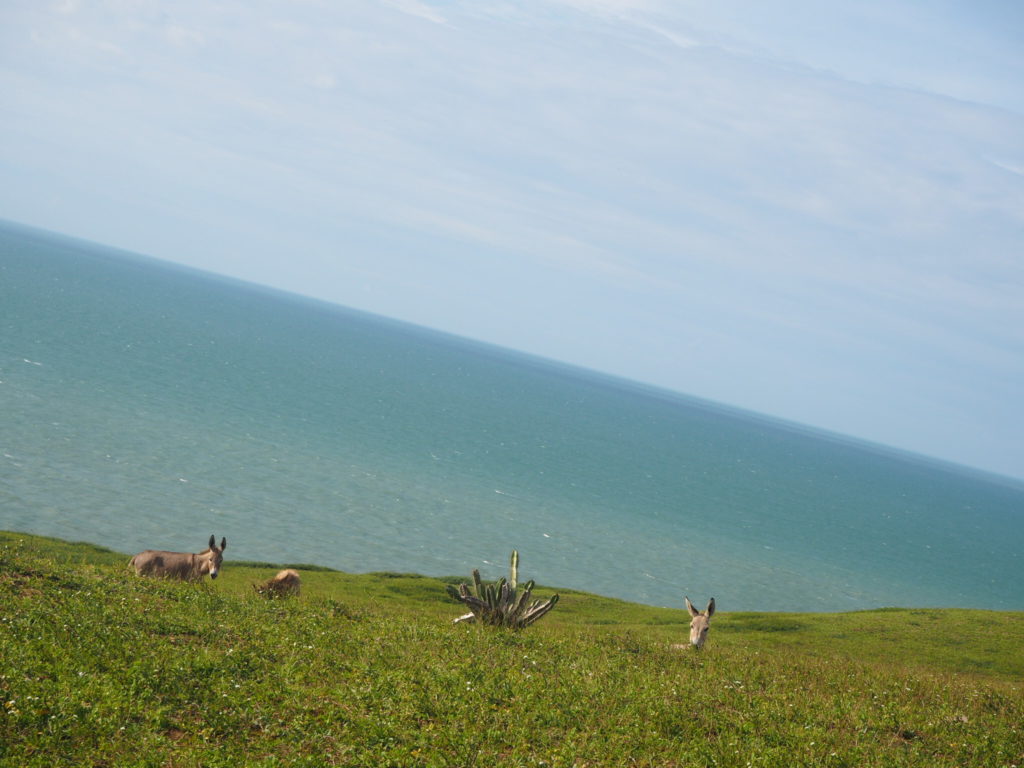 Balada à Jericoacoara, Ceara, Brésil. Encore des ânes !