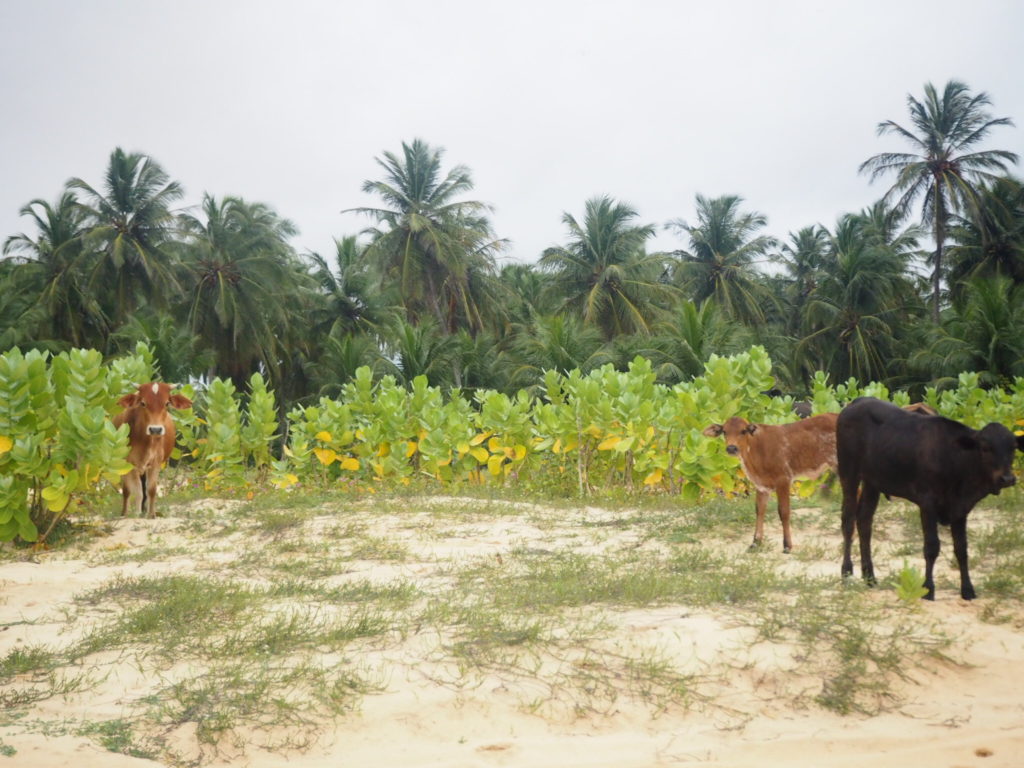 Vaches à Jericoacoara au Brésil