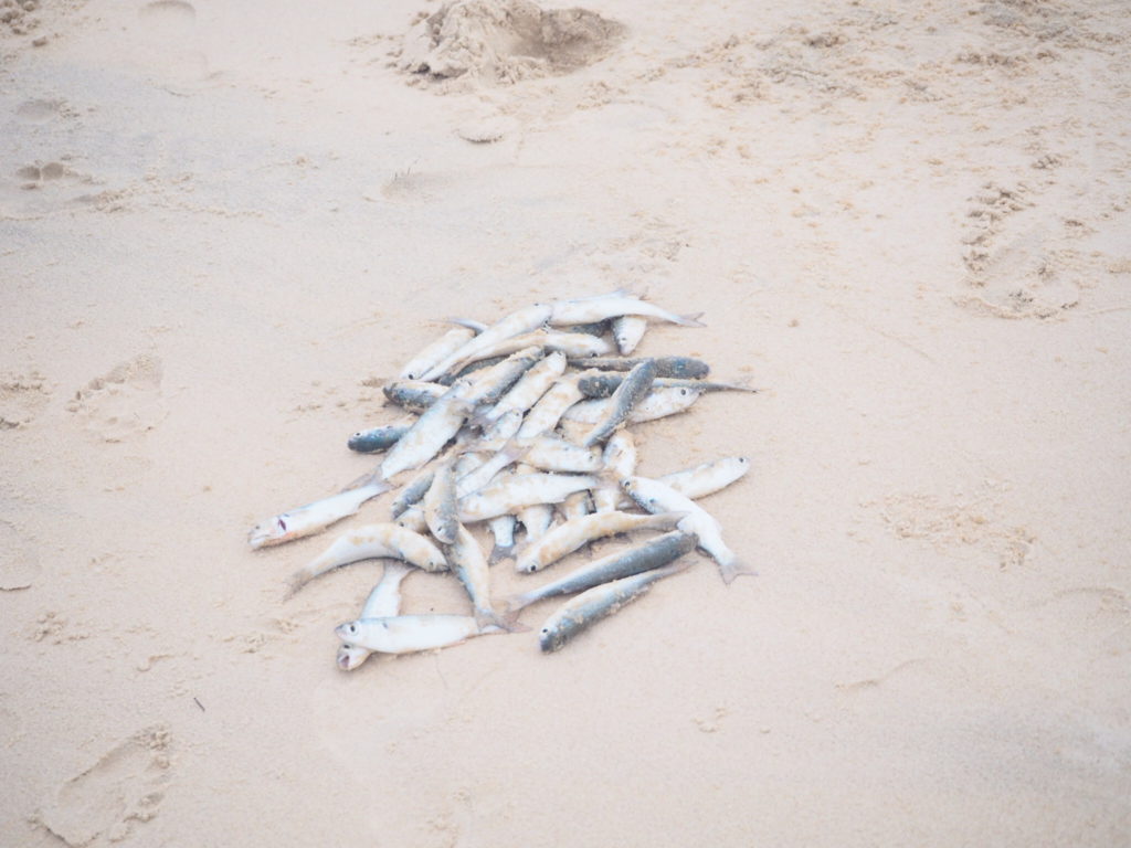 La pêche du jour à Jericoacoara, Céara, Brésil