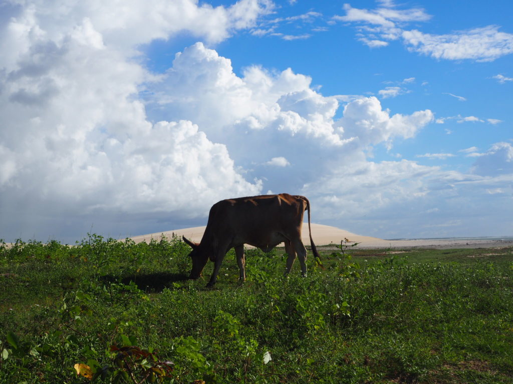 une vache en liberte dans le village de Jericoacoara