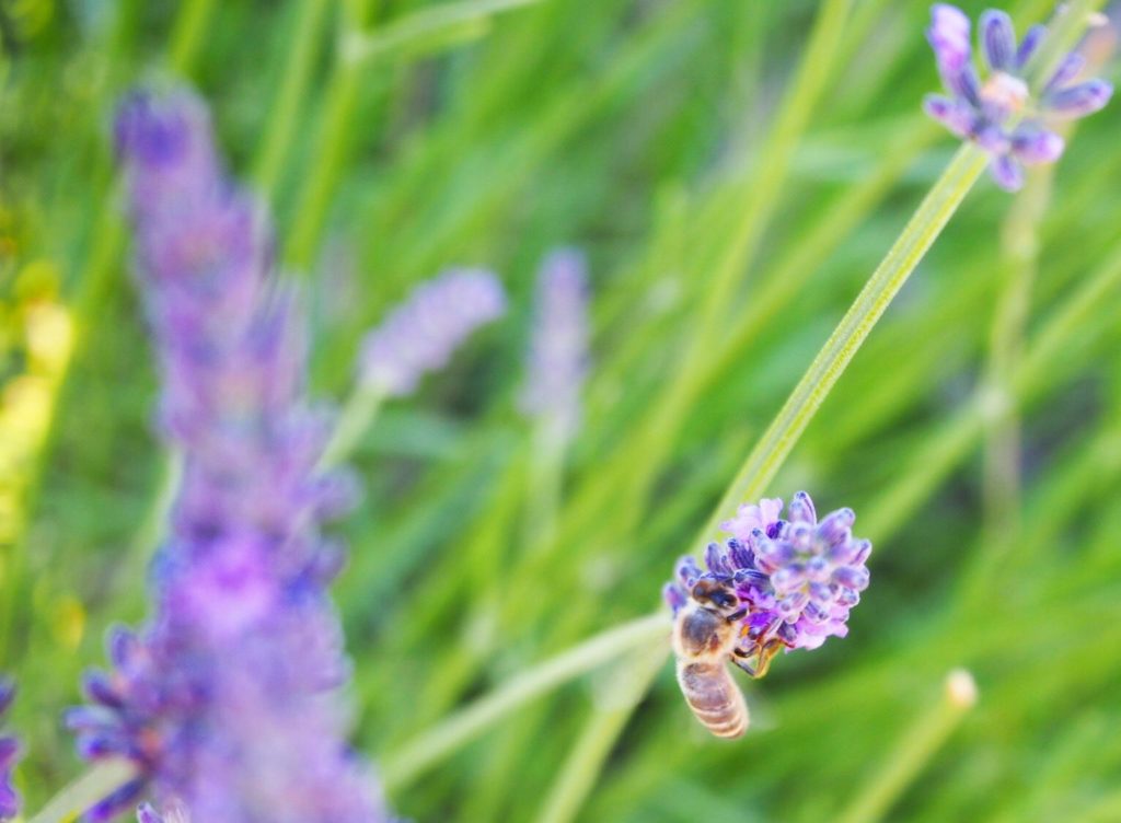  Abeille dans un champs de Lavande. Parc Naturel Régional du Verdon Alpes de Haute-Provence