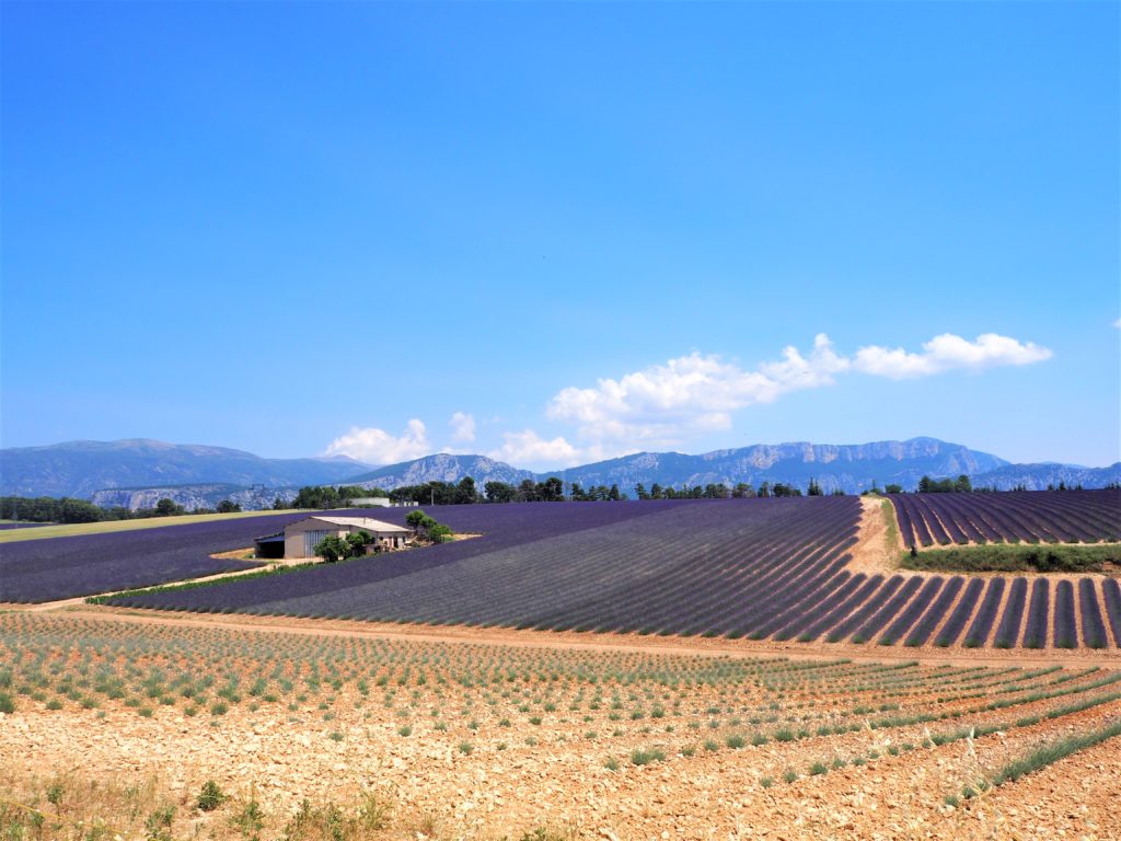 Paysage du Parc Naturel Régional du Verdon. La culture de la lavande. clioandco blog