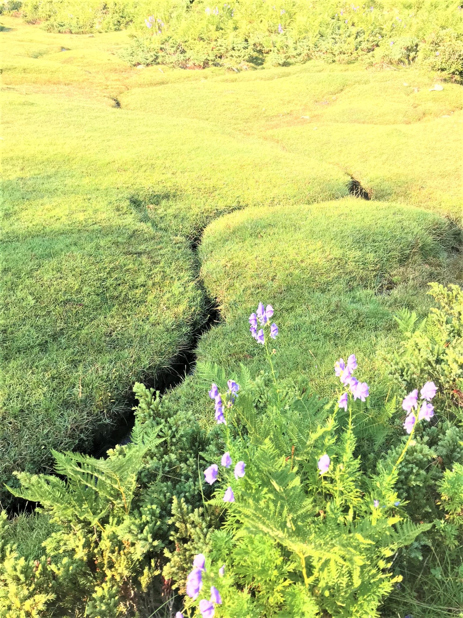 cuscionu plateau pozzines