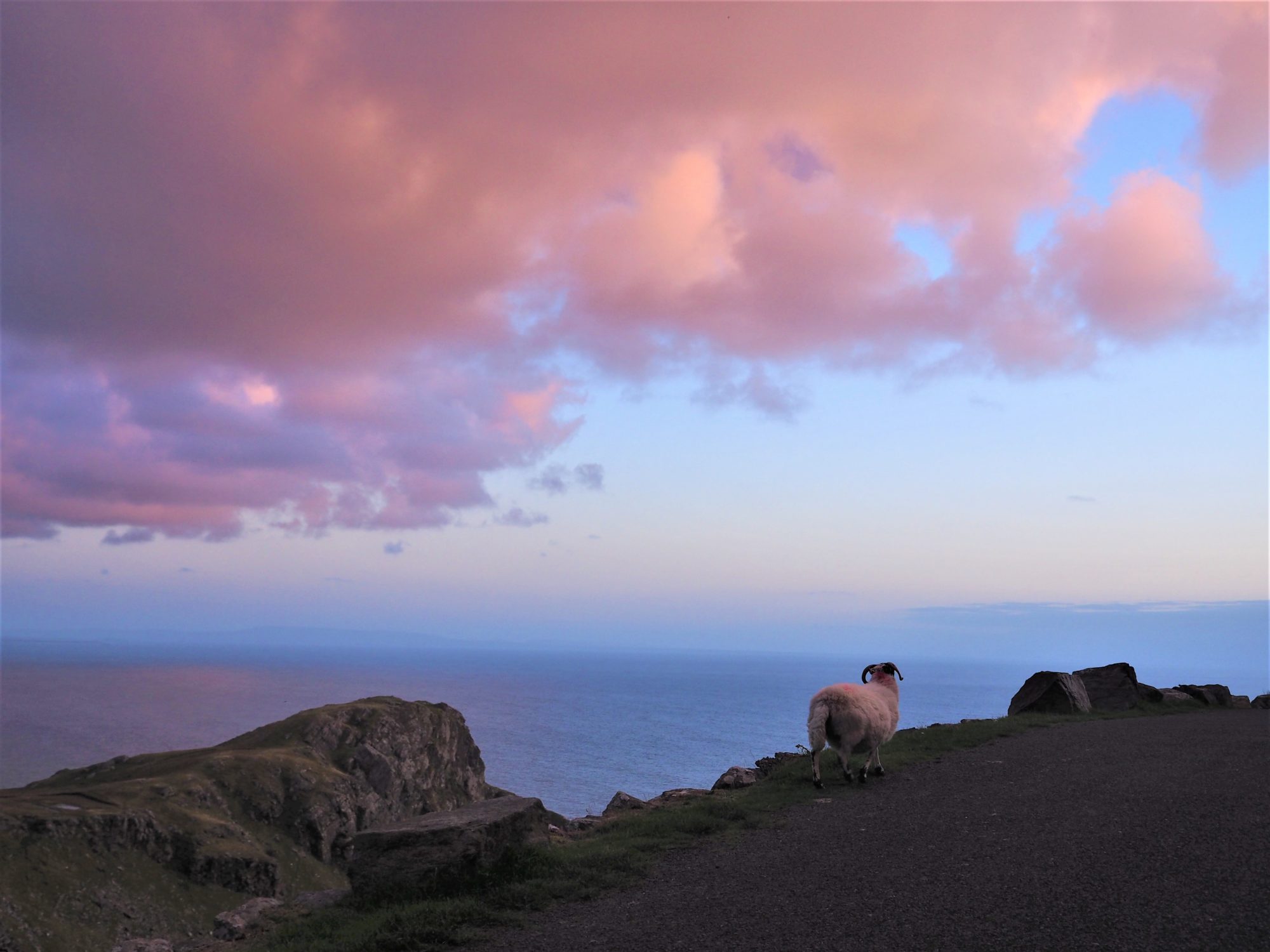 Voyage en Irlande, Comté de Donegal, autour de Slieve League un mouton