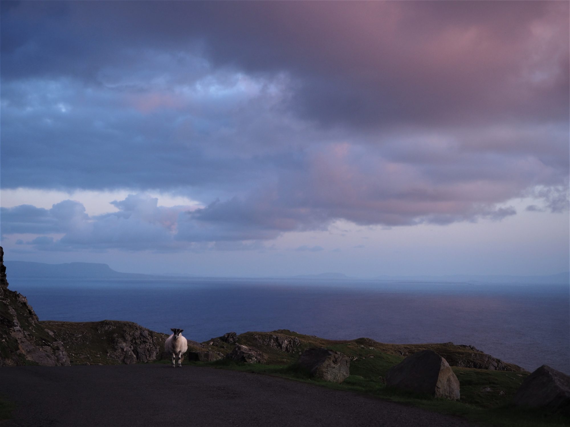 Voyage en Irlande, Comté de Donegal, autour de Slieve League un autre mouton