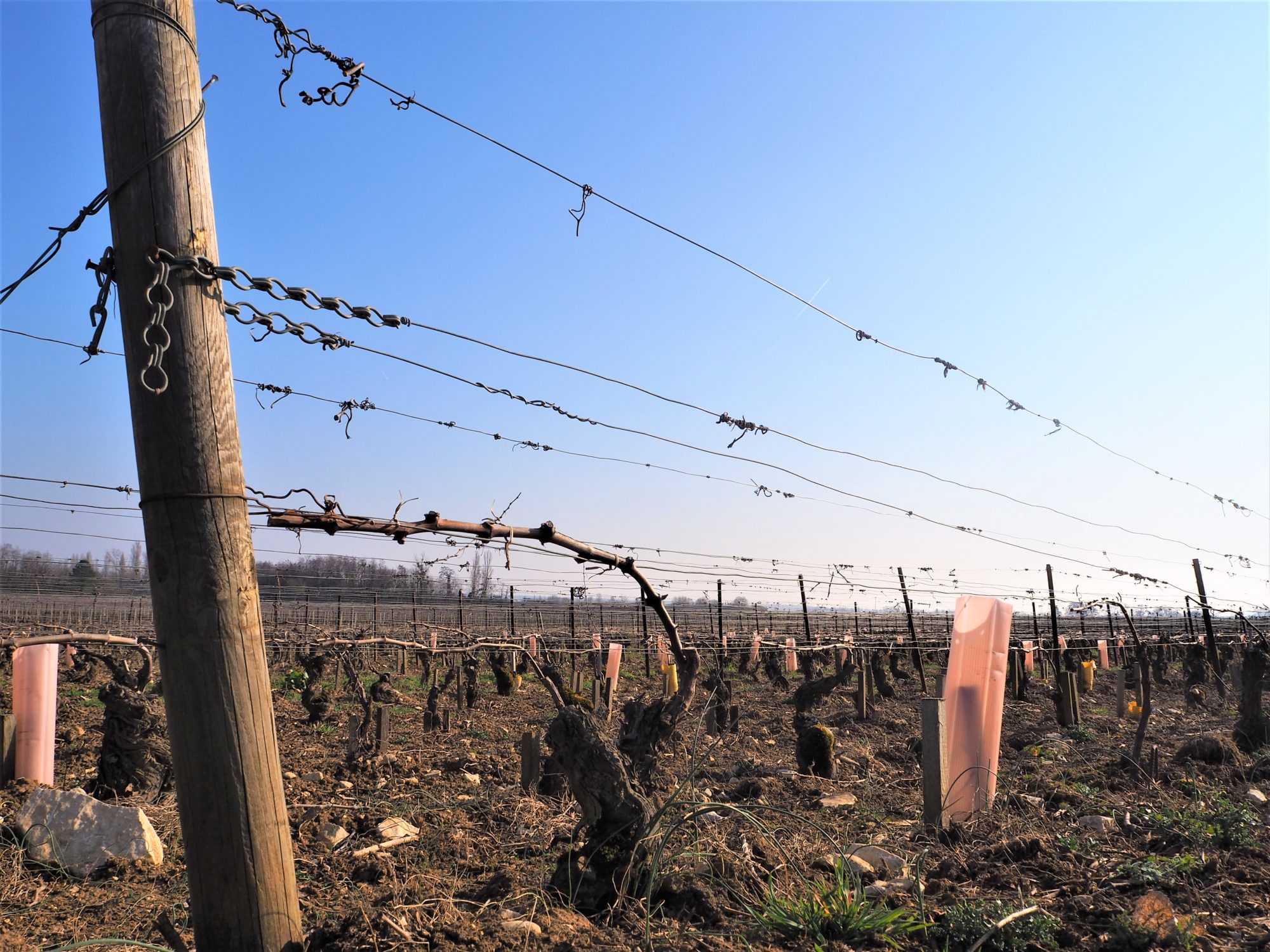 La voie des vigne, Beaune Dijon Bourgogne coupe de la vigne