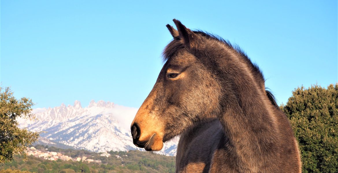 Aiguilles de Bavella Corse voyage mots et expressions utiles blog clioandco