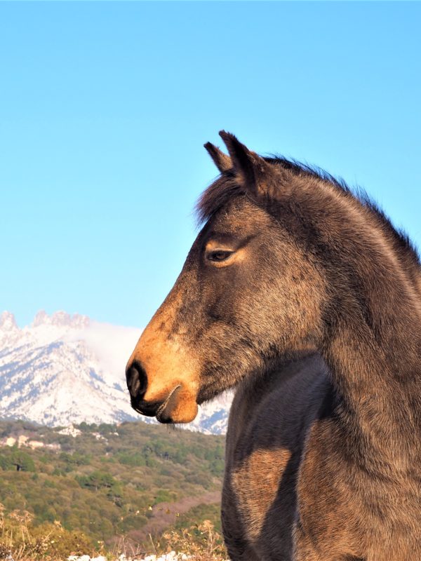 Aiguilles de Bavella Corse voyage mots et expressions utiles blog clioandco