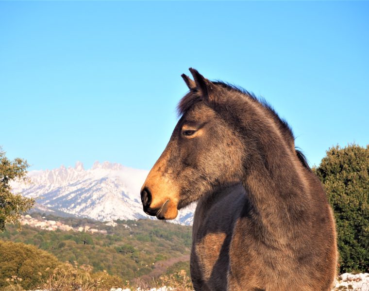 Aiguilles de Bavella Corse voyage mots et expressions utiles blog clioandco