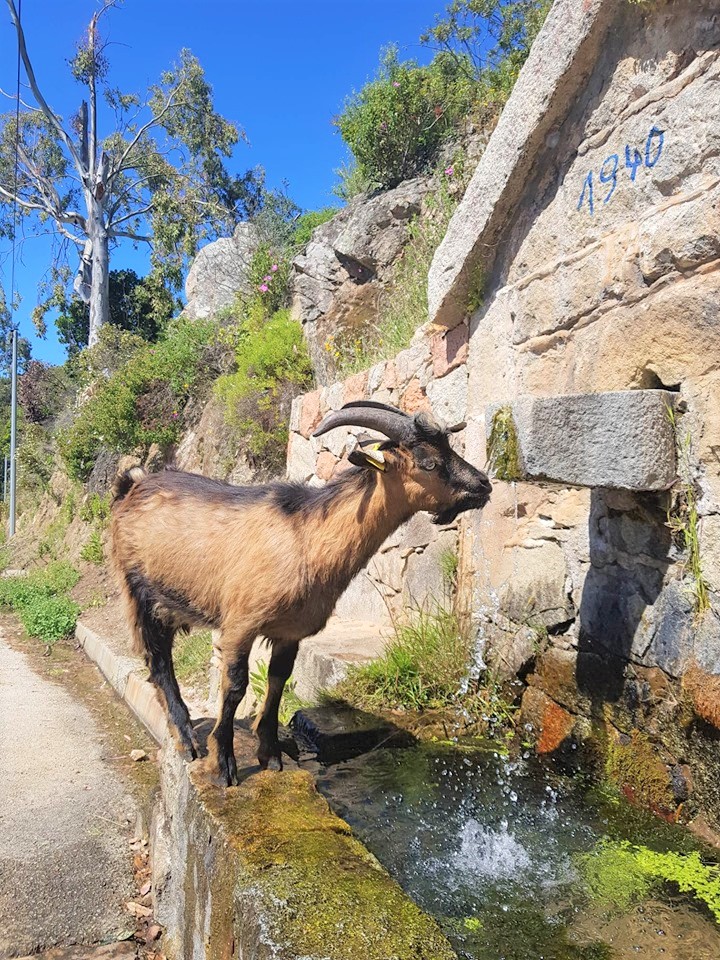 chevre corse vacances maquis vagabondage