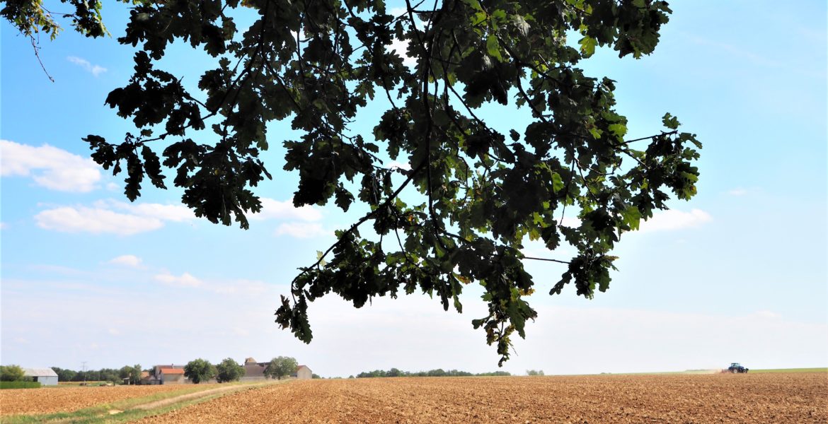 application visorando pour randonner autour de Paris champ agricole