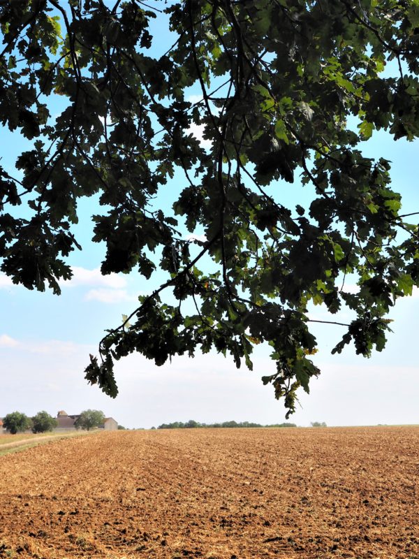 application visorando pour randonner autour de Paris champ agricole