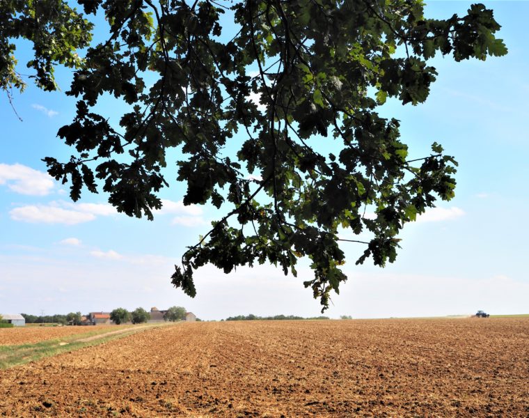 application visorando pour randonner autour de Paris champ agricole