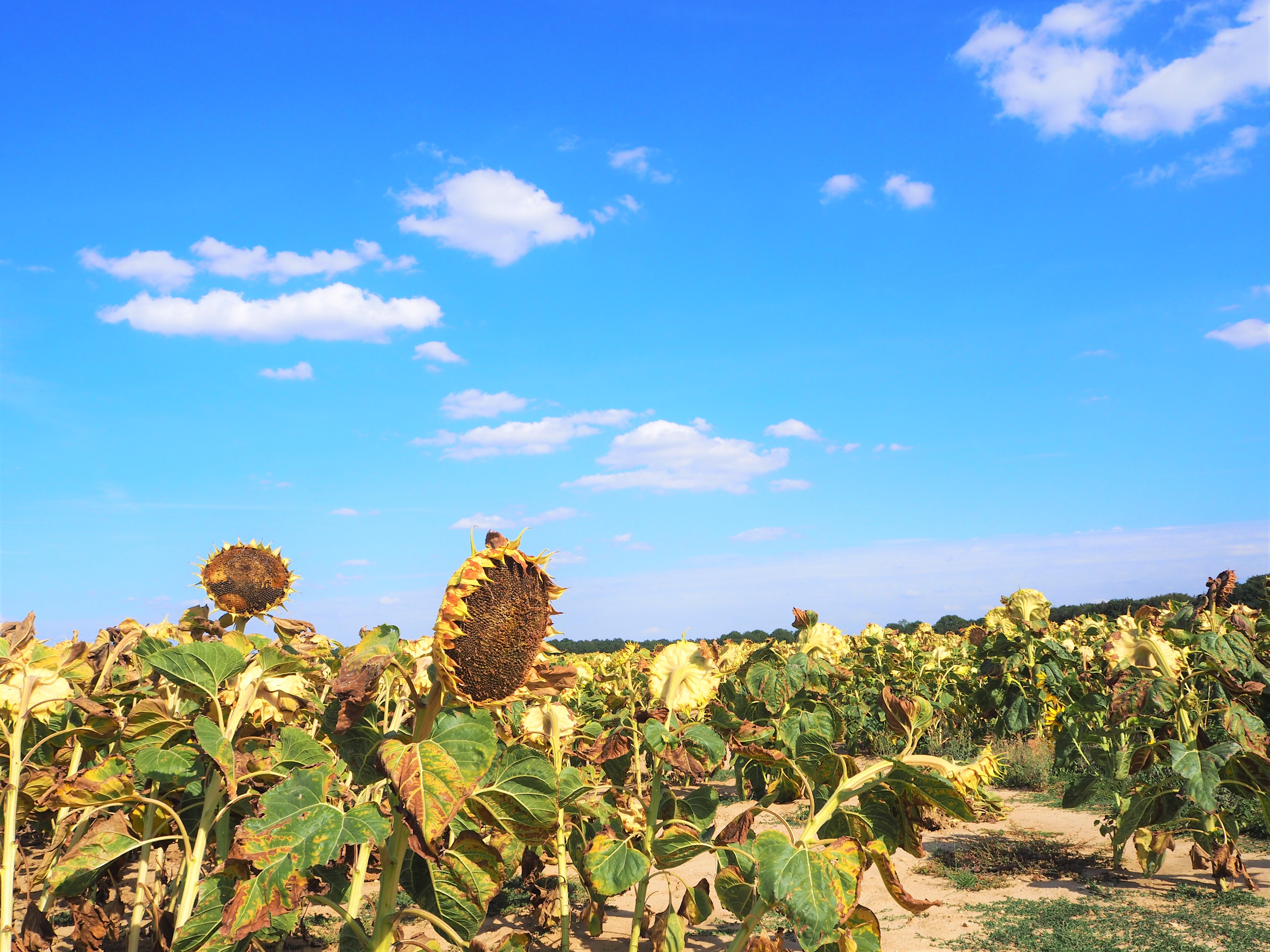 application visorando pour randonner autour de Paris tournesol