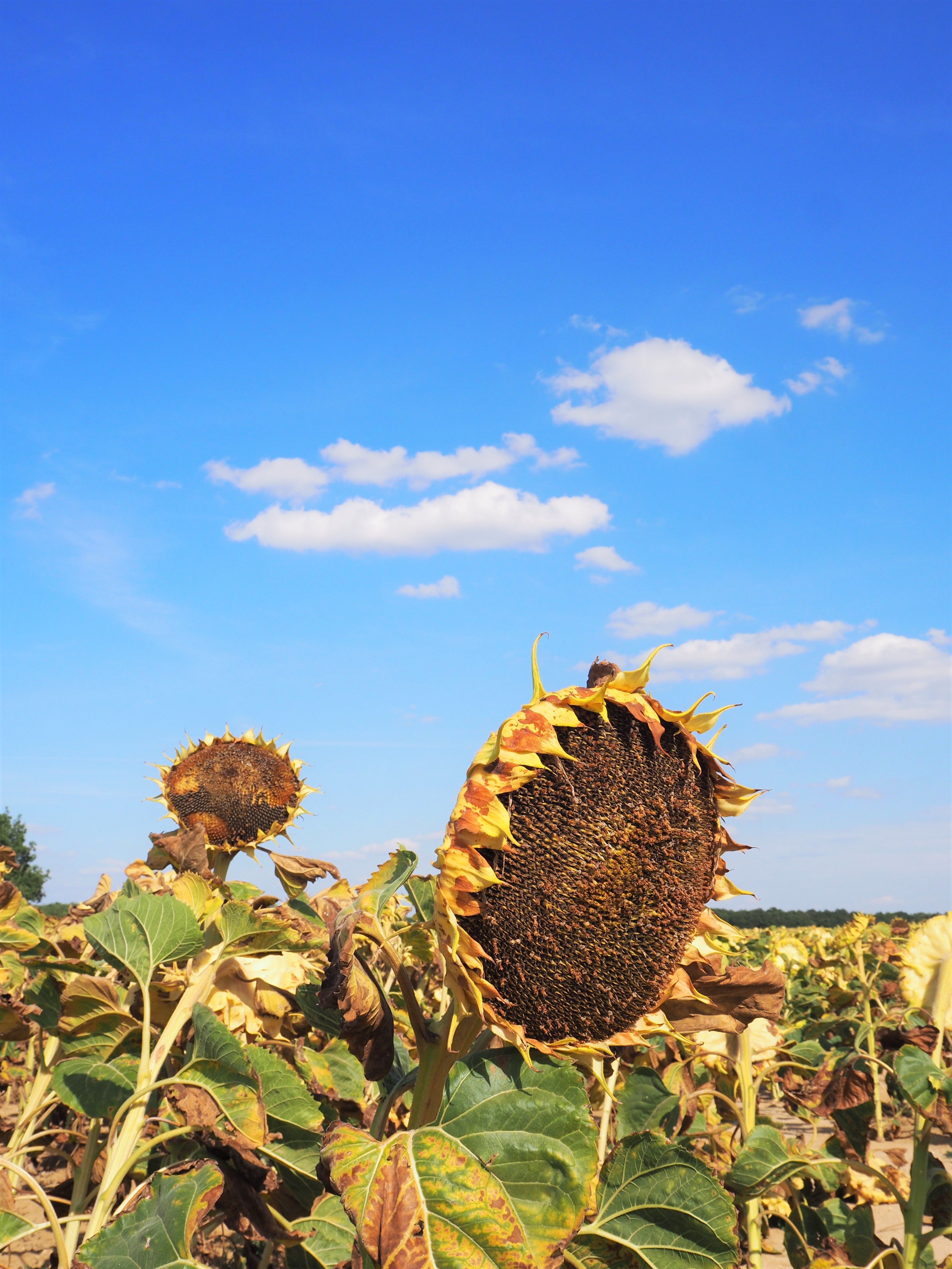 tournesol Essonne randonnée