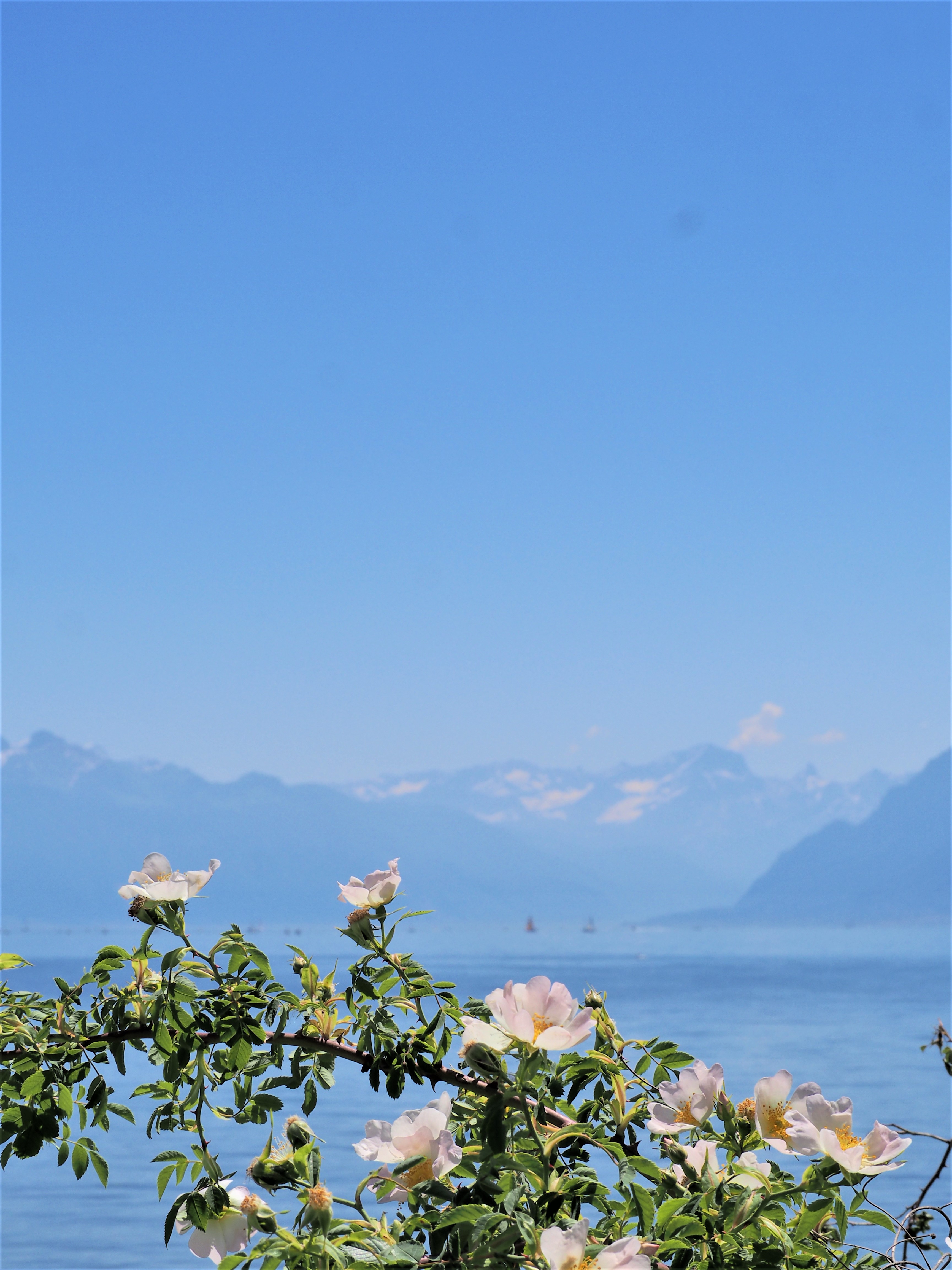 Automne Hiver lac Léman Lausanne Suisse fleur clioandco blog voyage