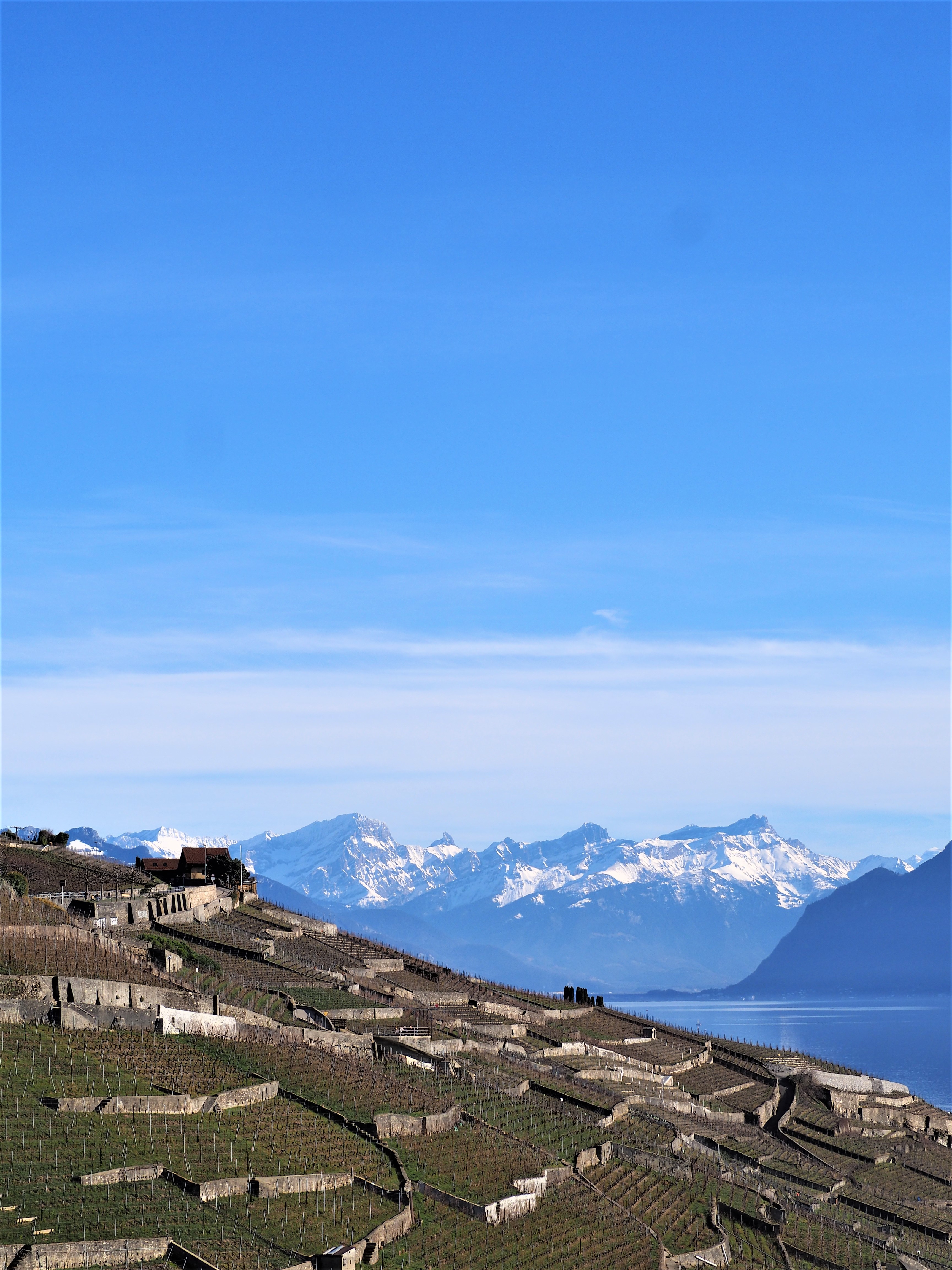 vignoble-en-terrasses-lavaux-Clioandco-blog-voyage-lausanne-suisse-canton-de-vaud.