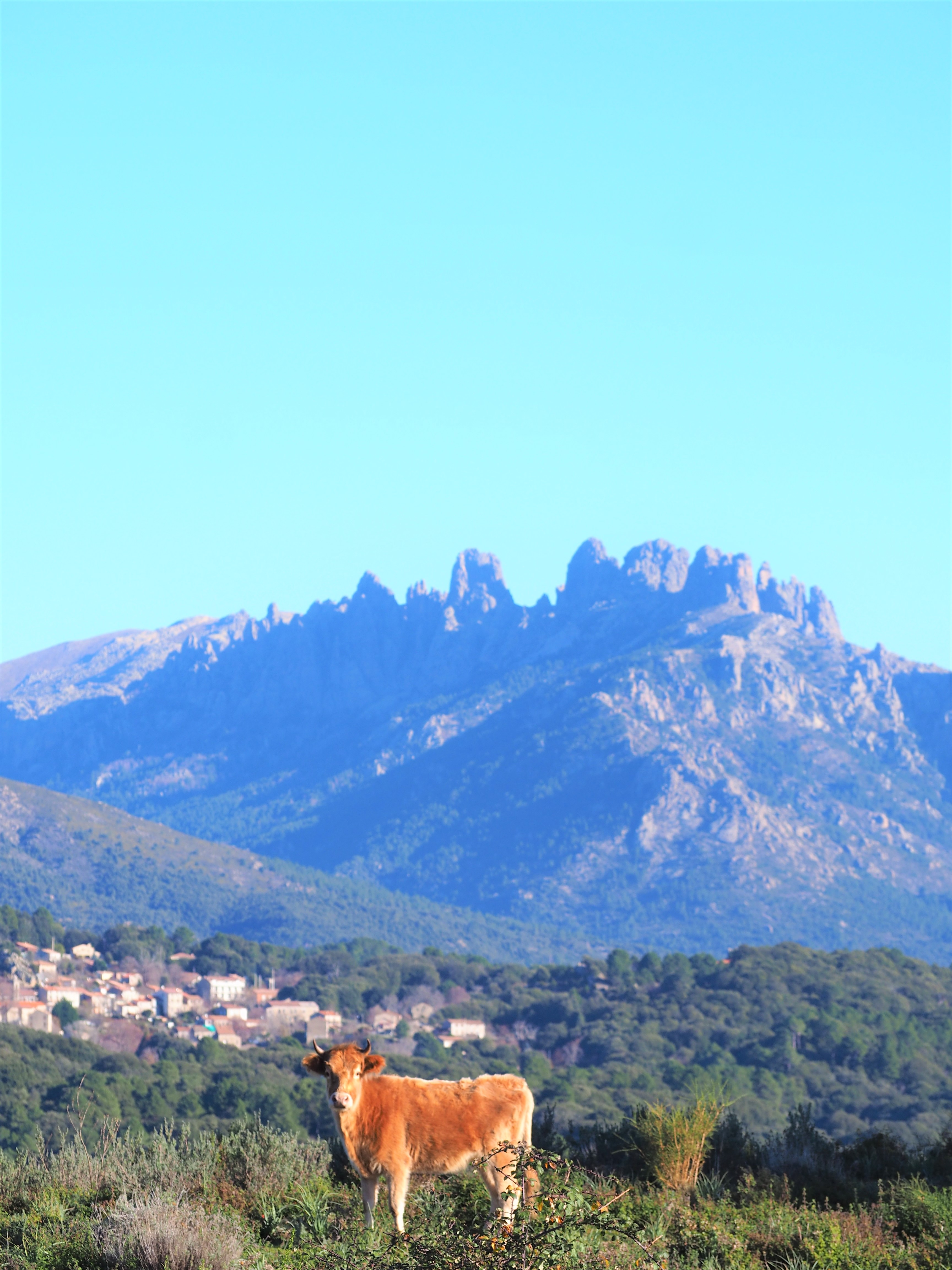 Alta rocca tourisme corse du sud bavella