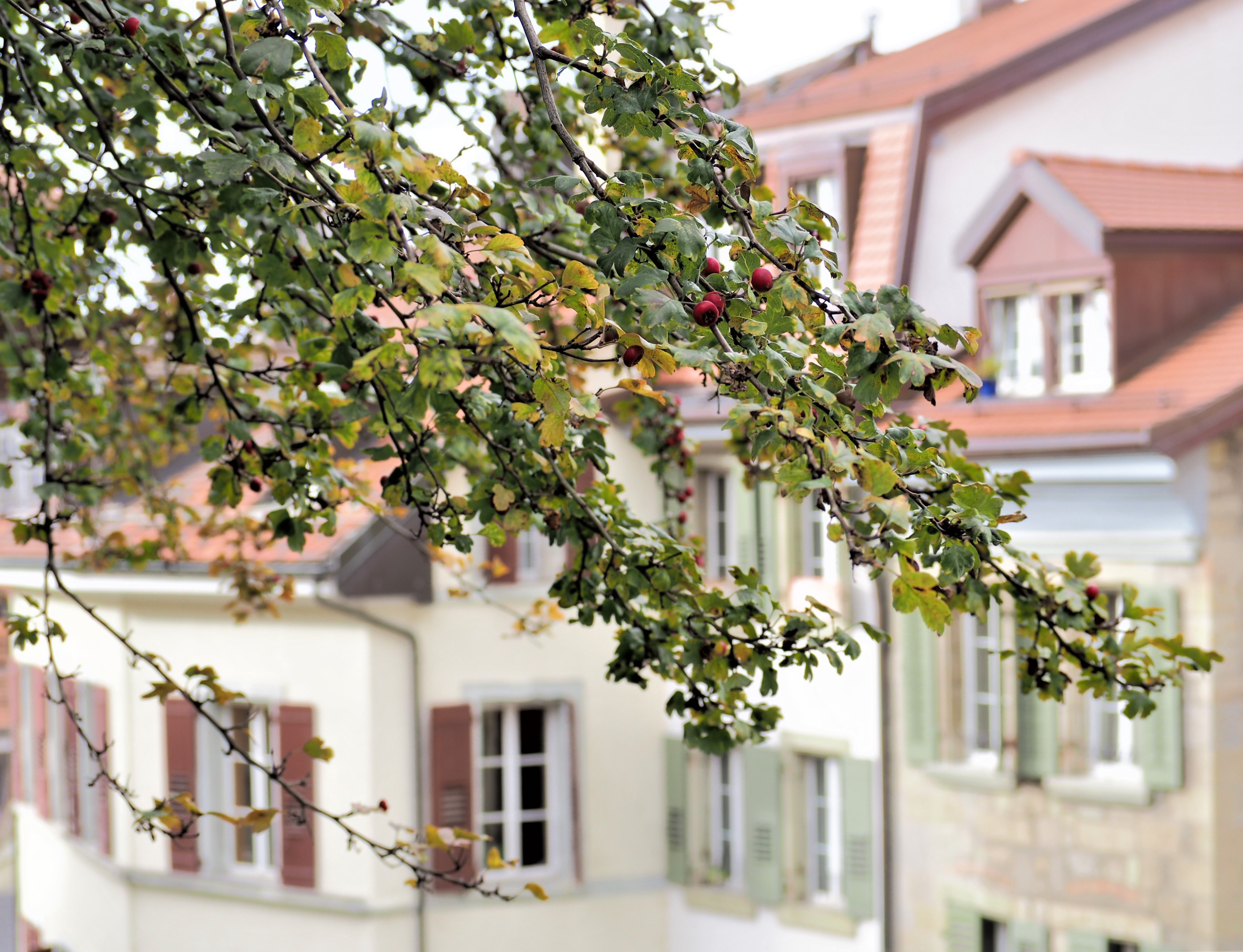 Automne, La cité Lausanne vieille ville clioandco blog voyage