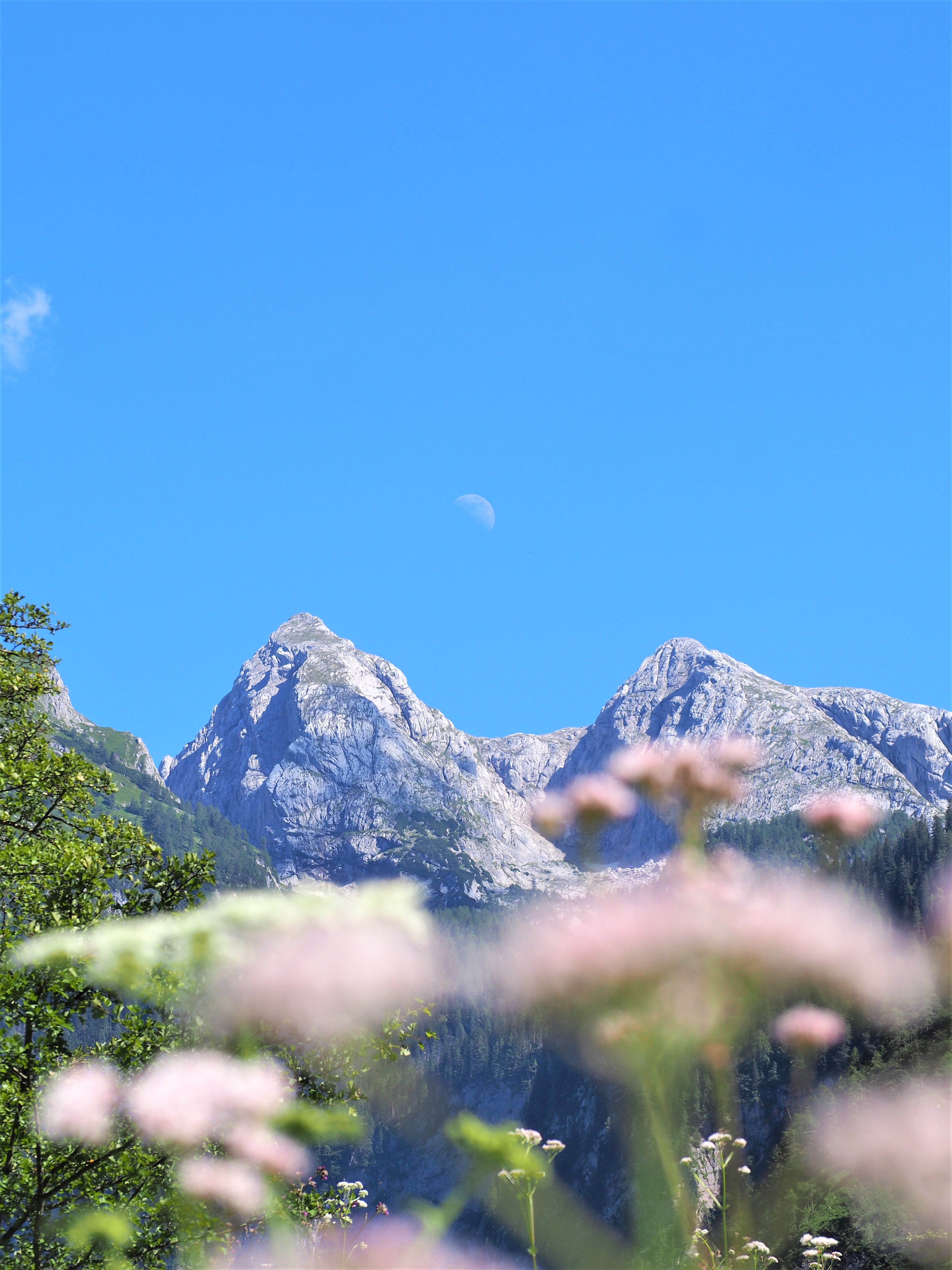 baviere allemagne lac konigssee fleur