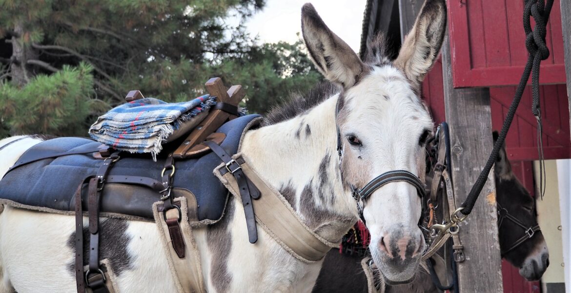 Alta Rocc'ânes balade en anes corse du sud sellé