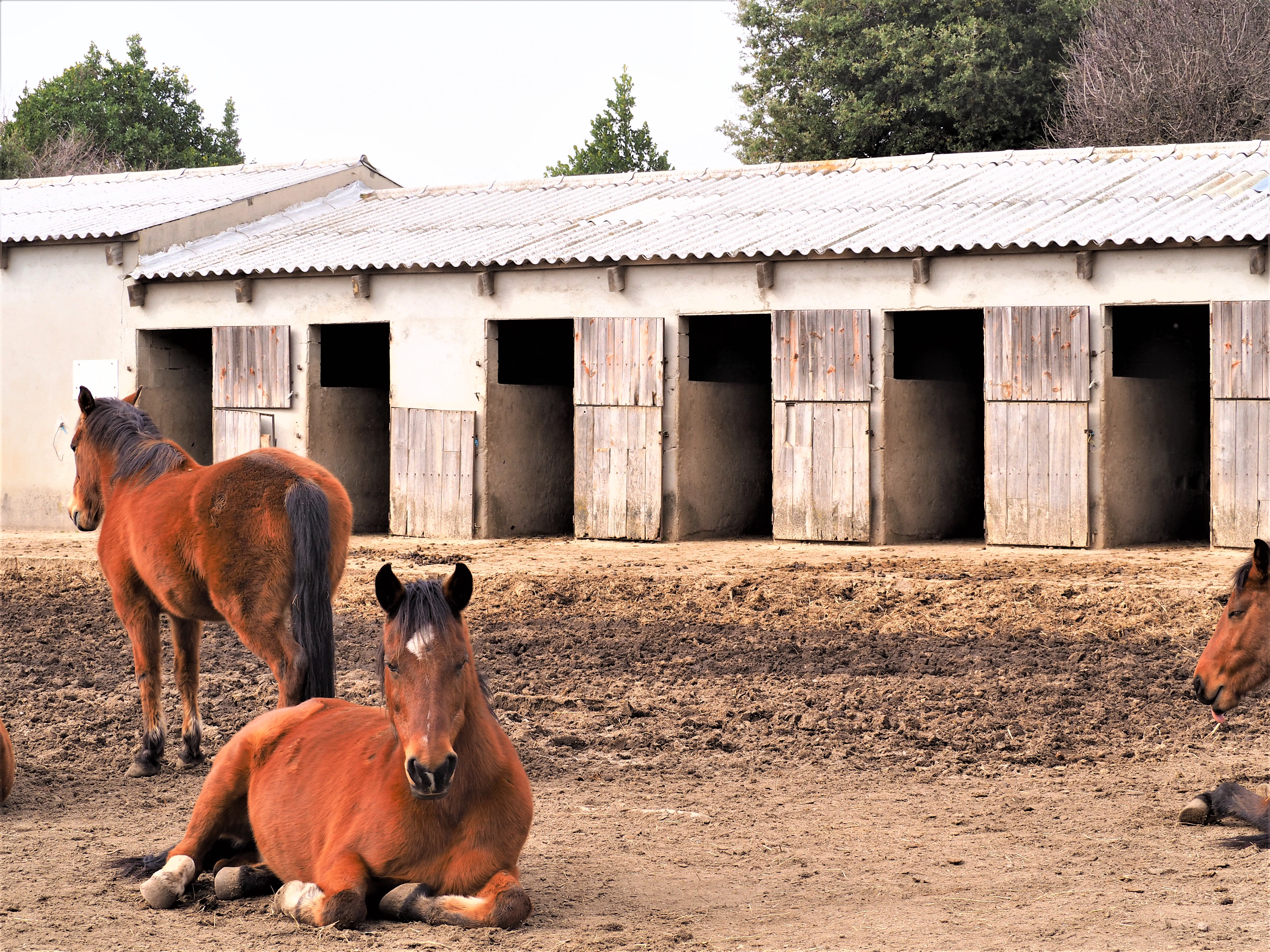 gite balade plateau du cuscionu corse chevaux