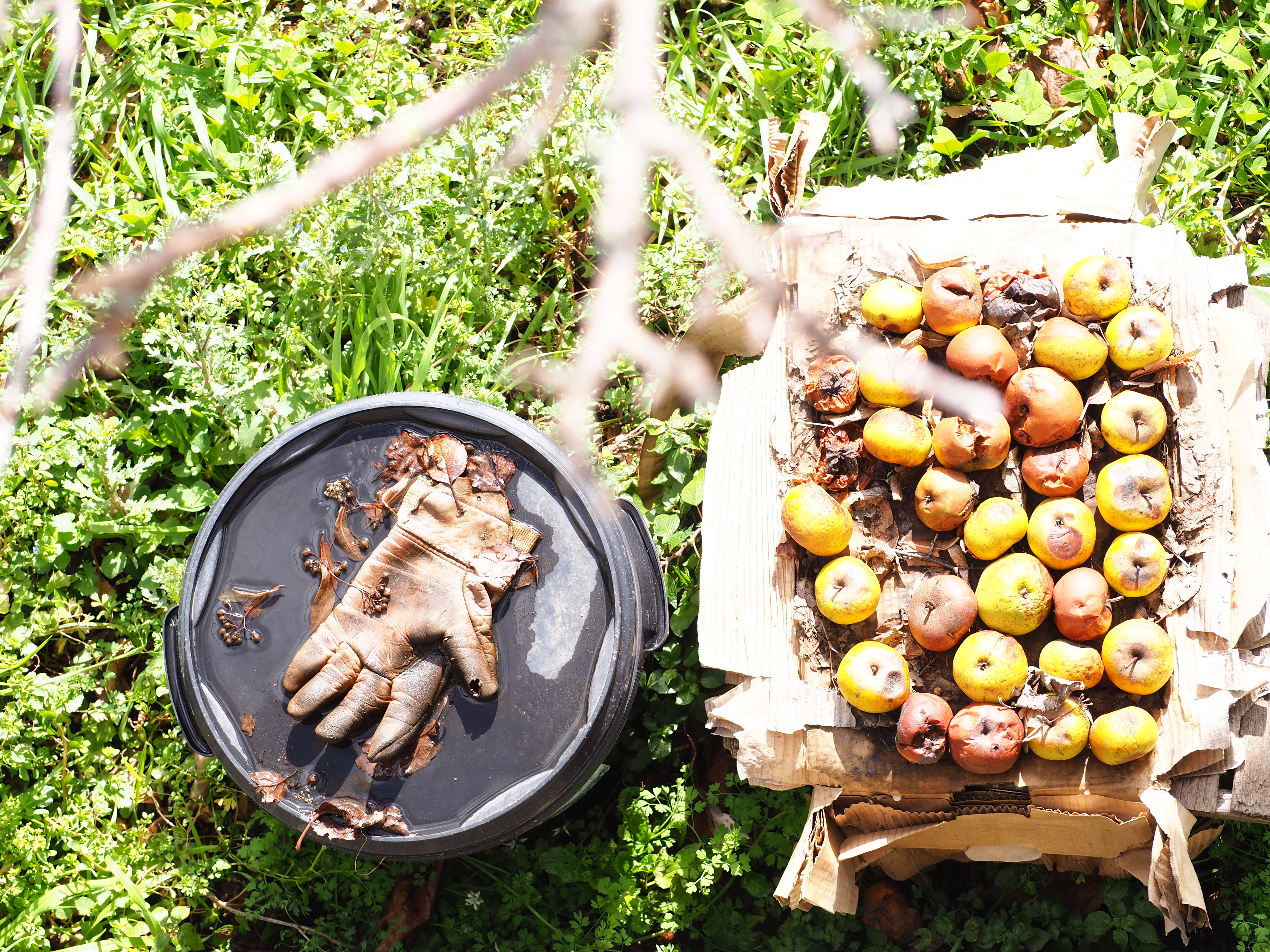 des pommes en corse