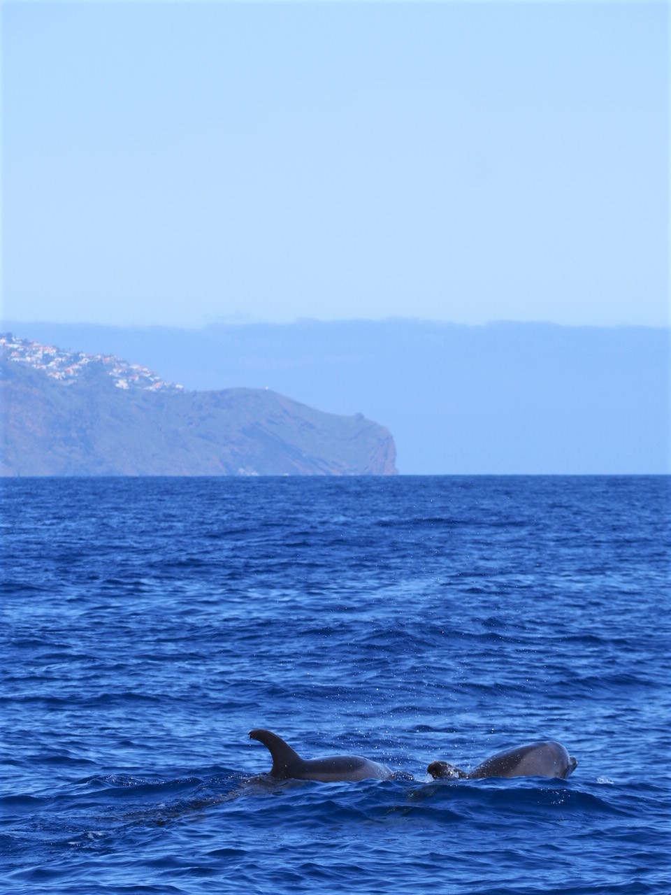 dauphins-madere-tour-en-catamaran-que-faire-blog-voyage-clioandco