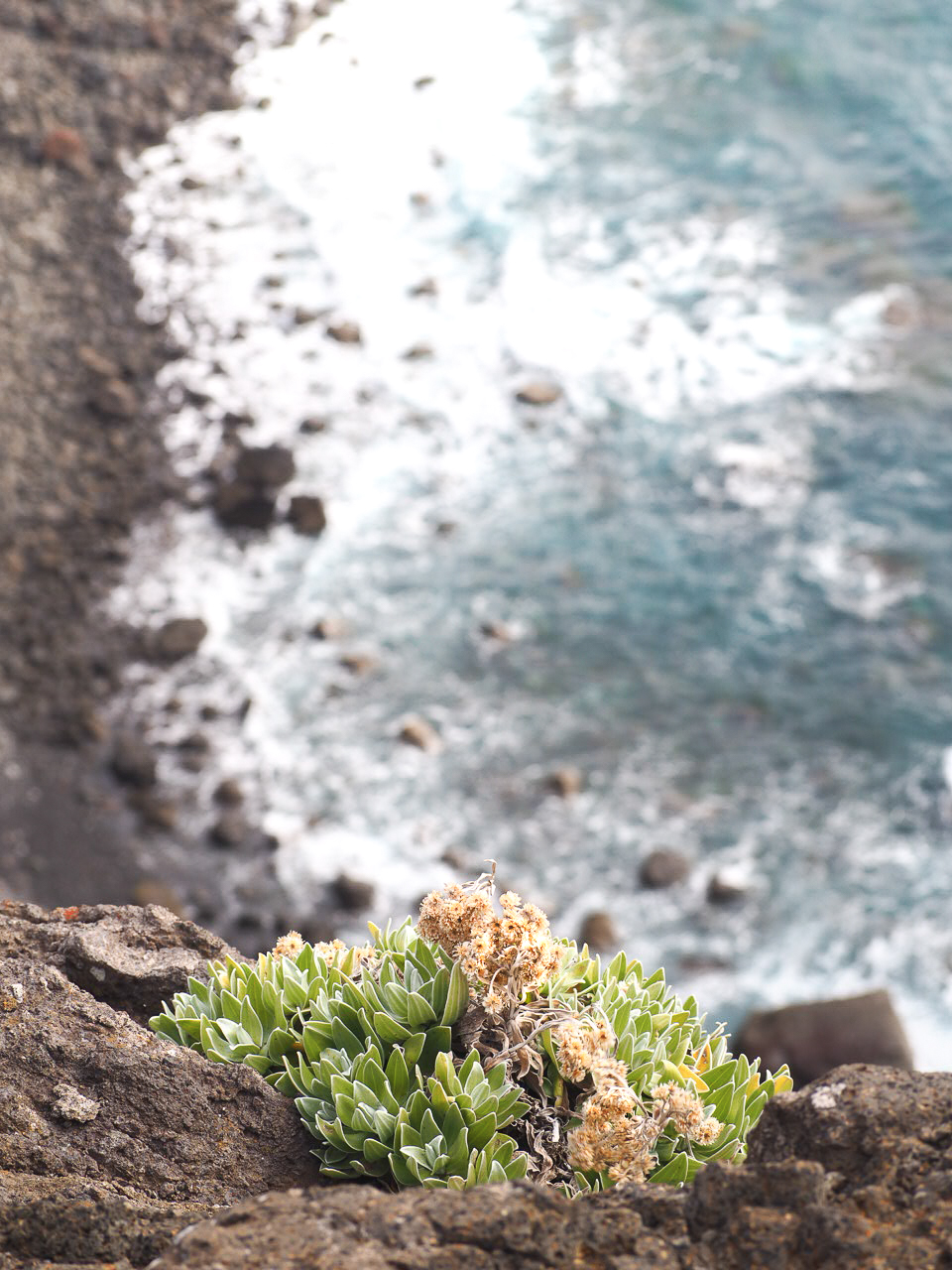 fleurs-Madere-randonnee-ponta-de-sao-lourenco