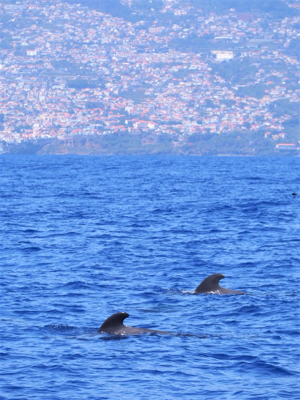 funchal-cachalot-bateau-voyage-clioandco