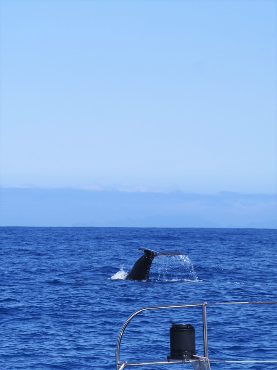 queue-de-cachalot-catamaran-madere-bateau-baleines-et-dauphins..