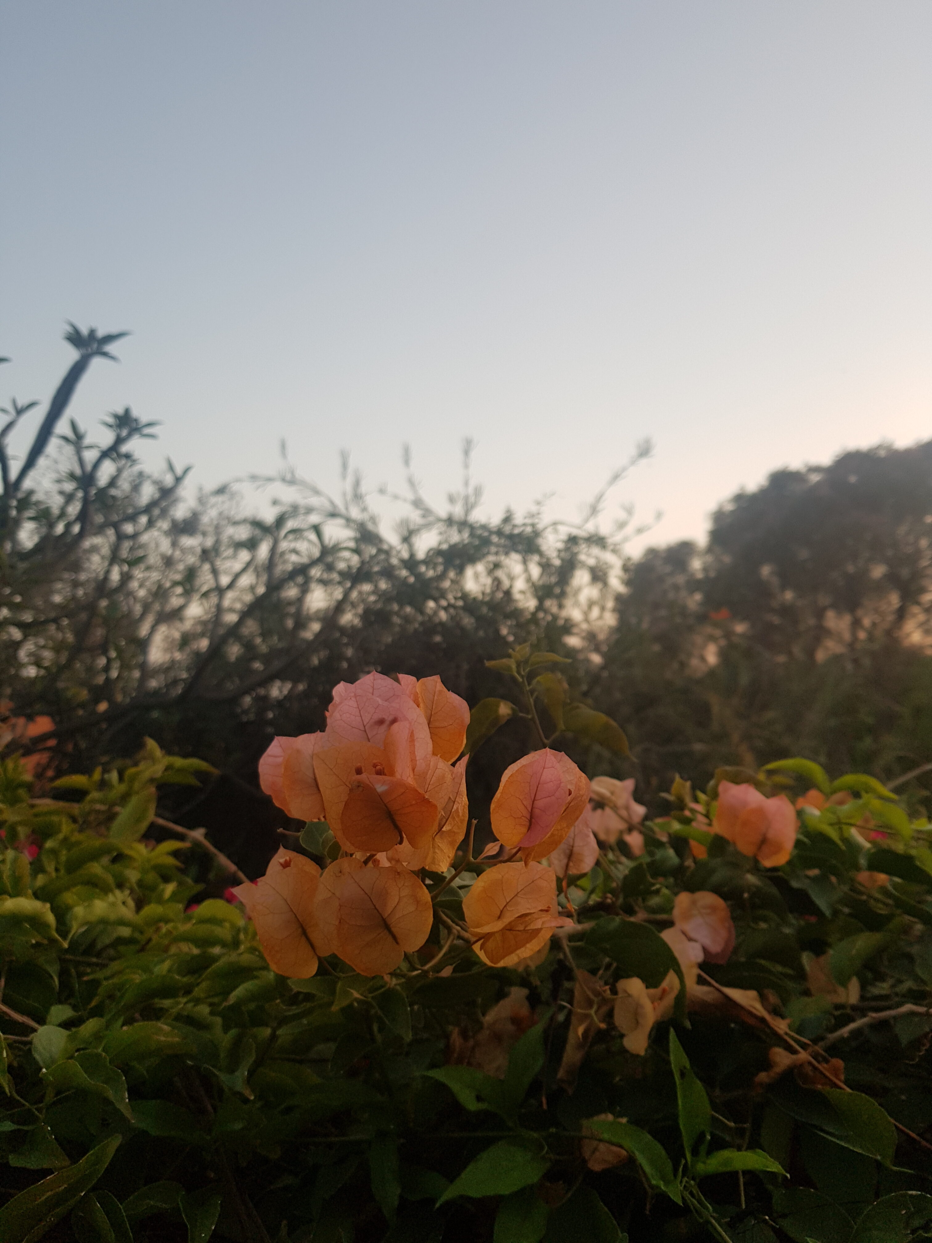 Quinta das Malvas funchal madère fleurs