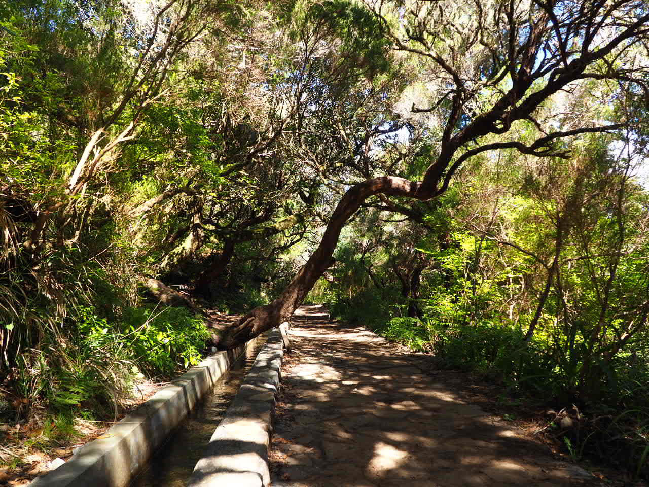 CHEMIN levada randonnee des 25 fontaines Madere CLIO