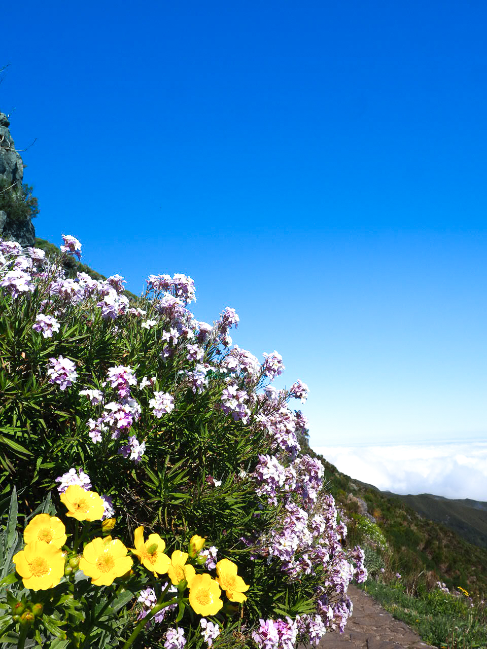 randonnée du pico ruivo fleur