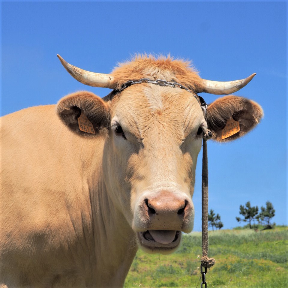 ponta do pargo vache madère portugal