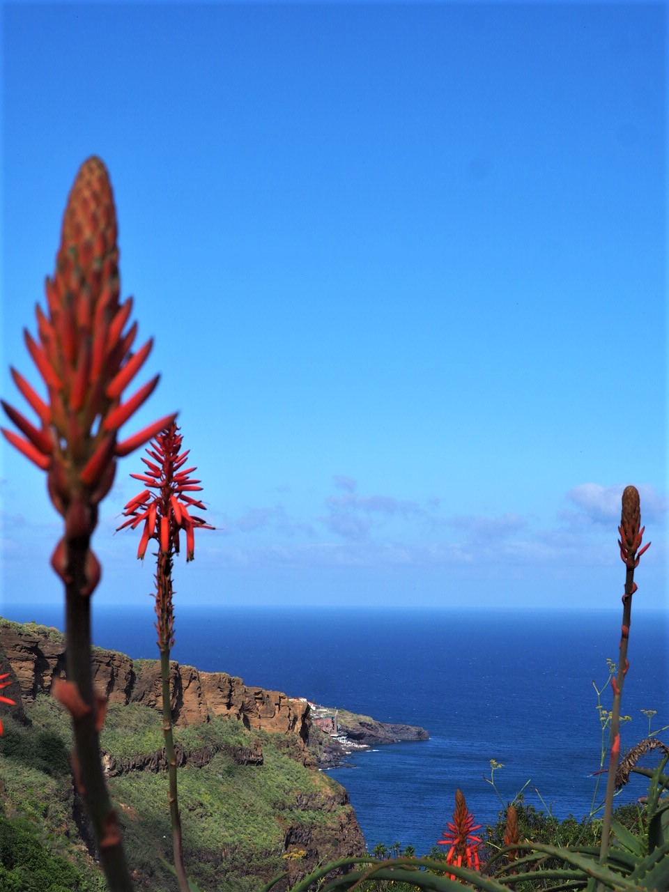 vue-depuis-le-belvedere-du-christ-canico-madere-fleur.