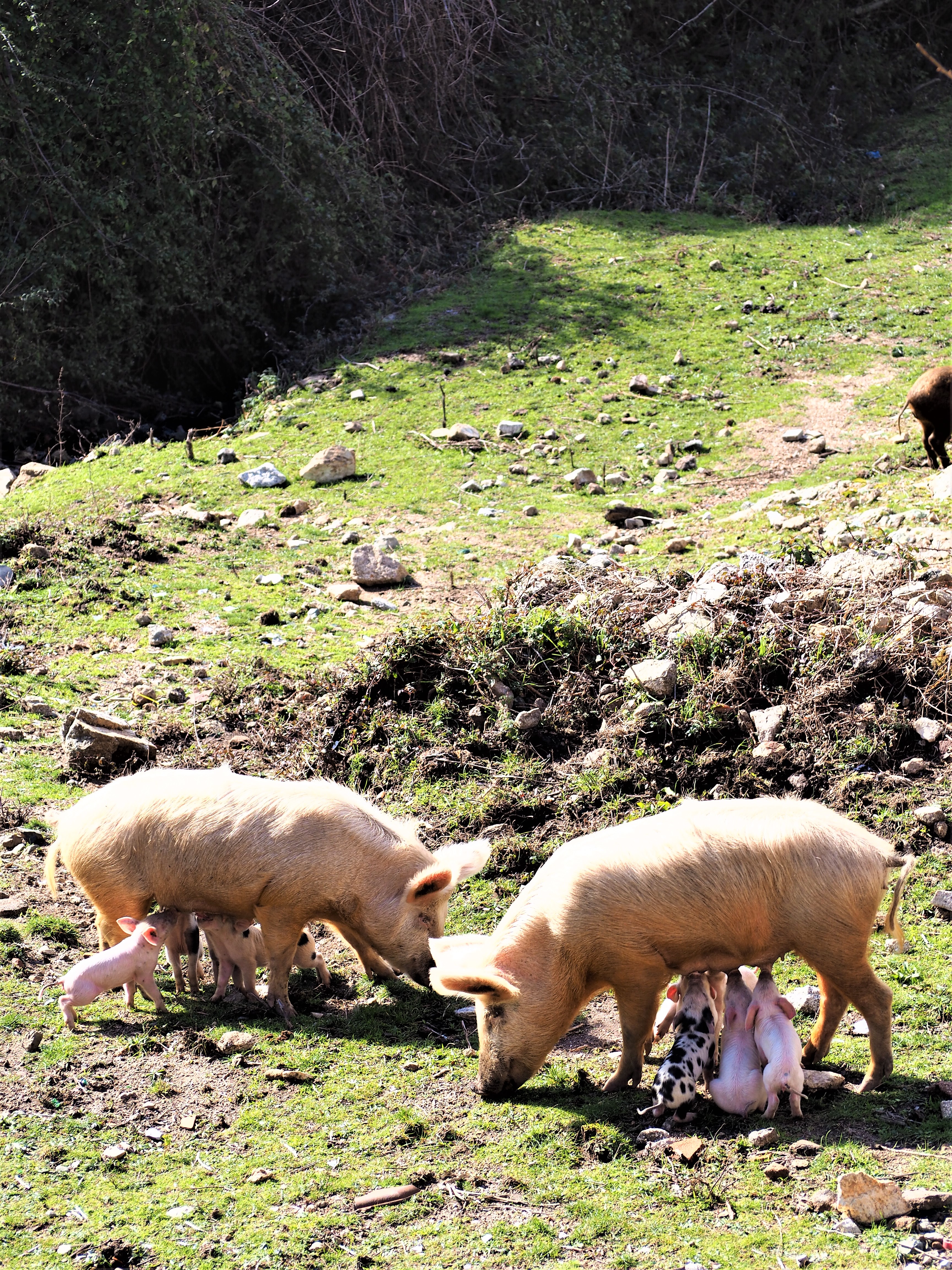 AULLENE alta rocca village cochon