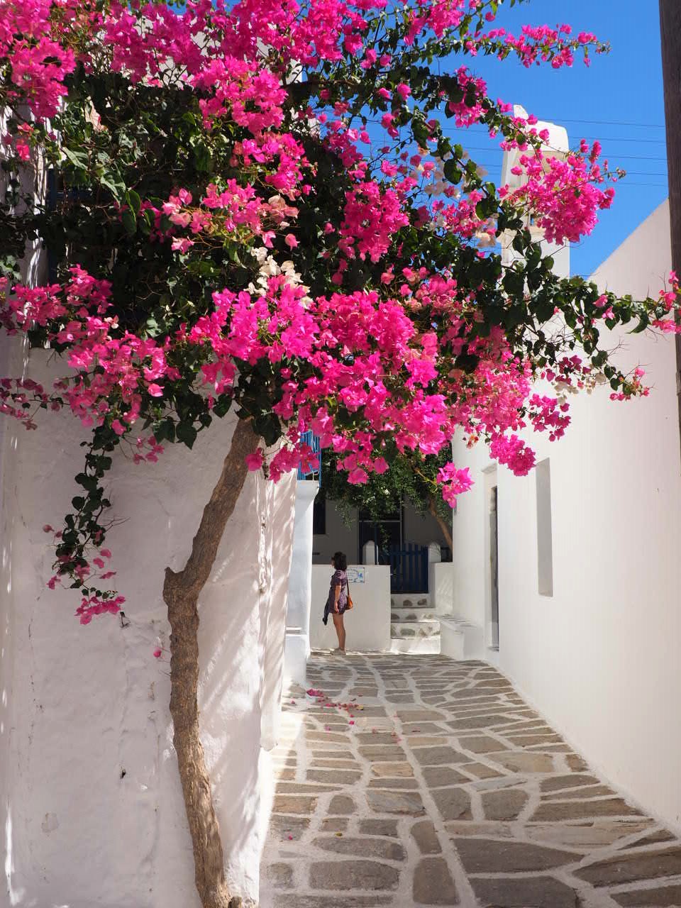 Prodromos-village-paros-fleurs-grece-cyclades