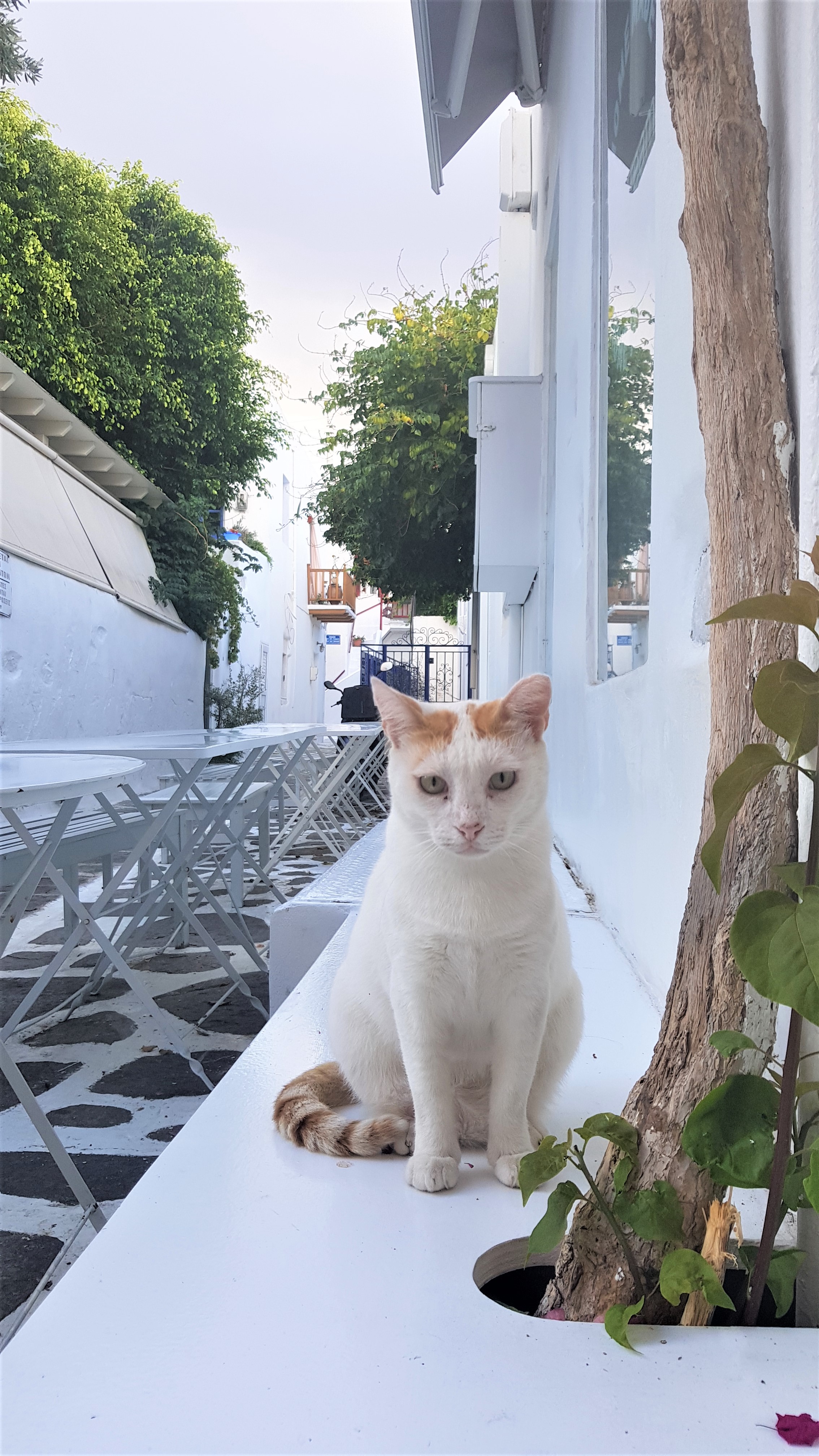 chat parikia paros grece café pralina handmade crepe