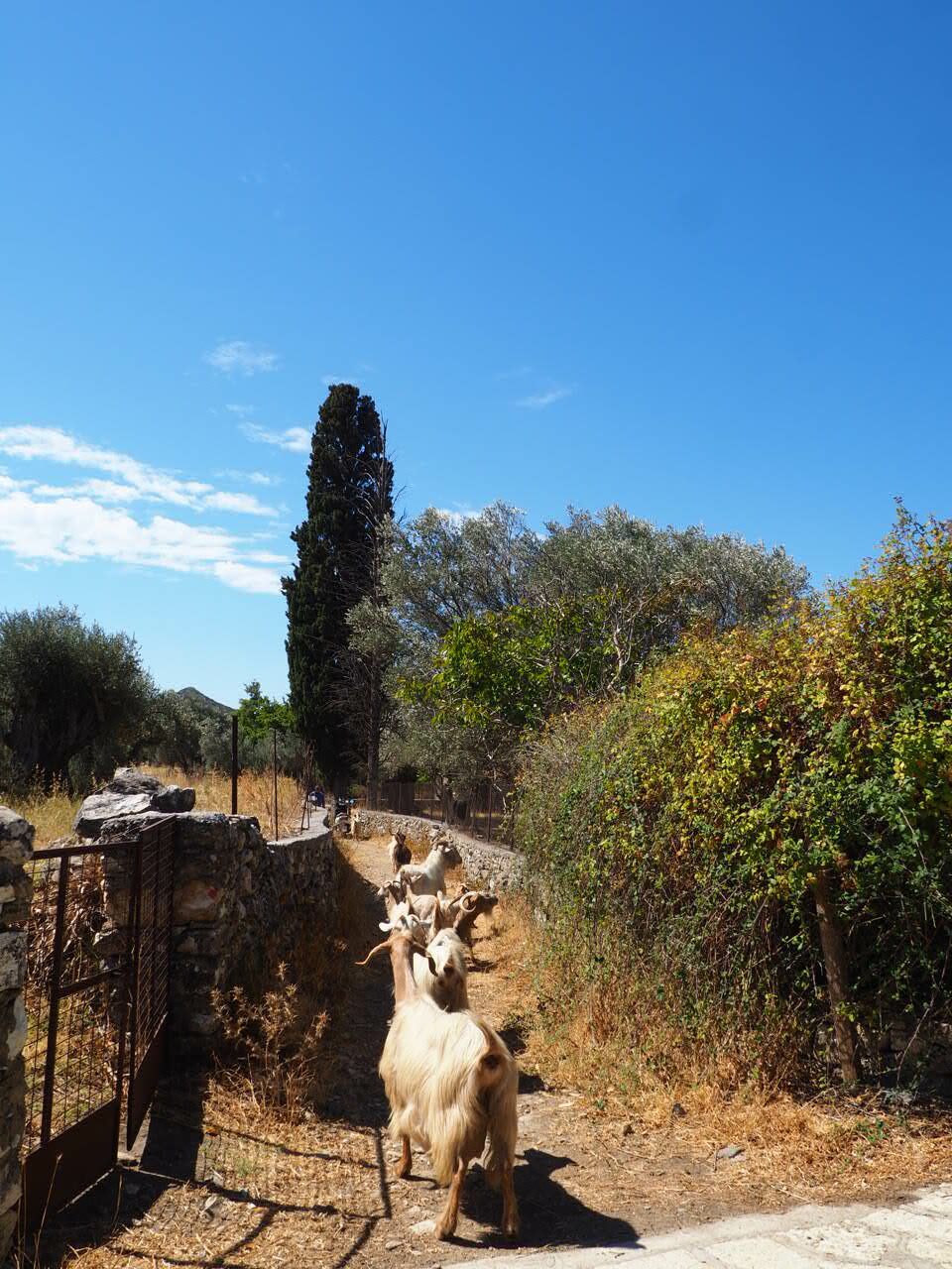 naxos grece cyclades chevres berger a moto