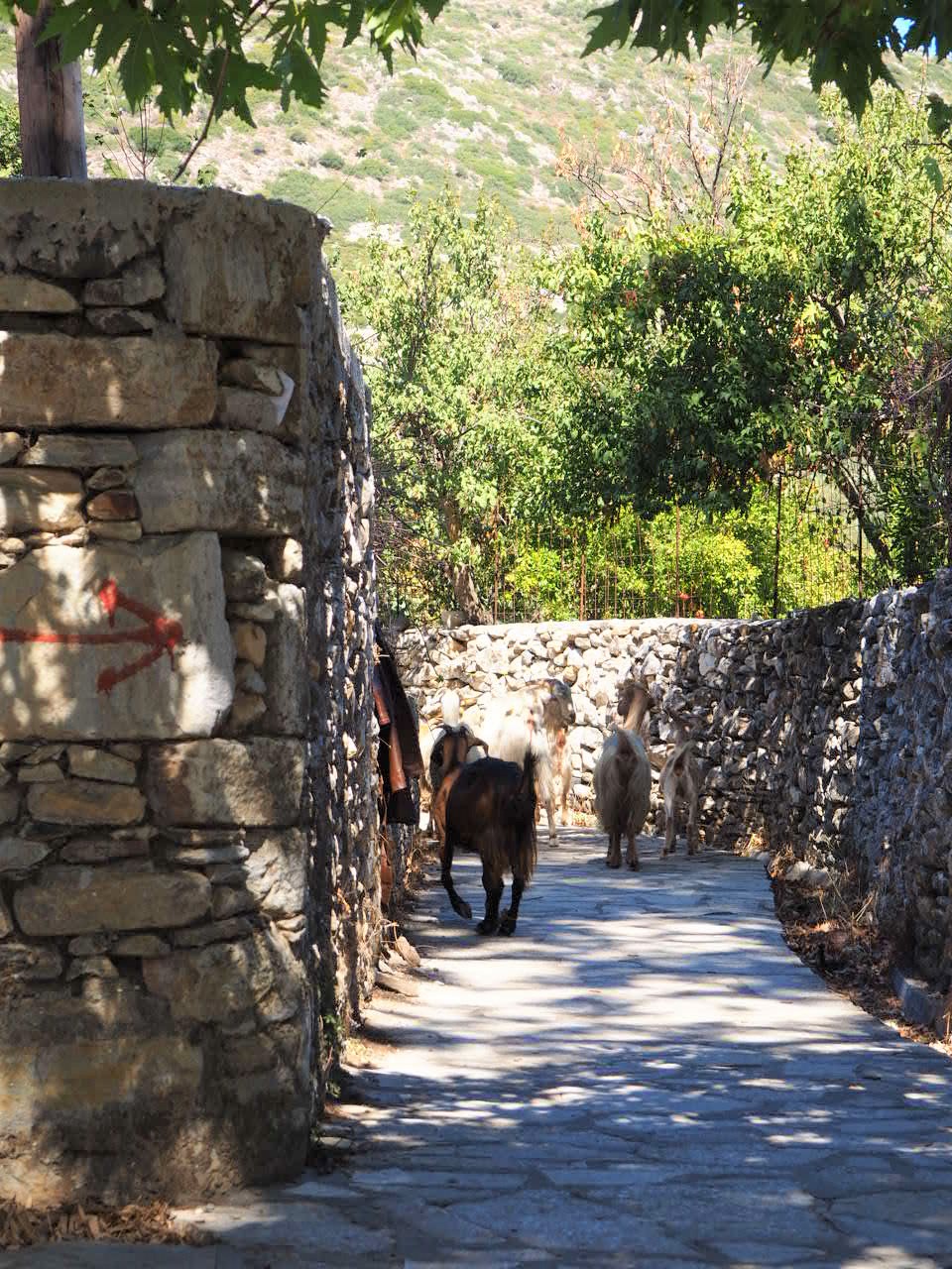 naxos grece cyclades chevres