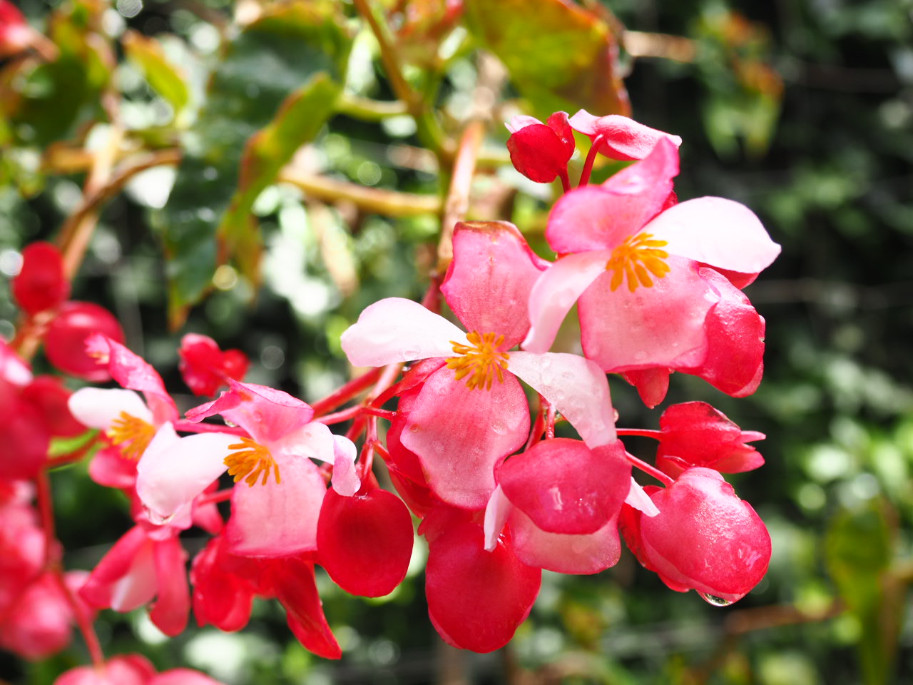 fleurs jardin tropical de monte funchal madere portugal