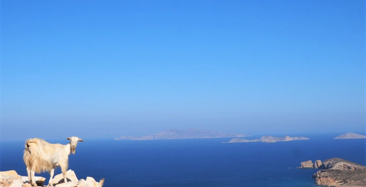 naxos-ile-grece-dans-les-cyclades-chevre-en-divagation-madame-Fet