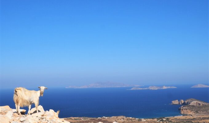 naxos-ile-grece-dans-les-cyclades-chevre-en-divagation-madame-Fet