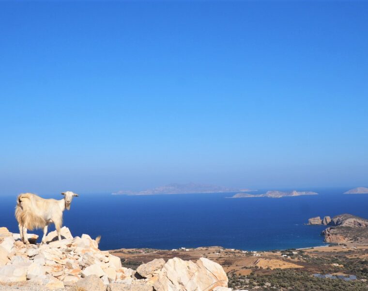 naxos-ile-grece-dans-les-cyclades-chevre-en-divagation-madame-Fet