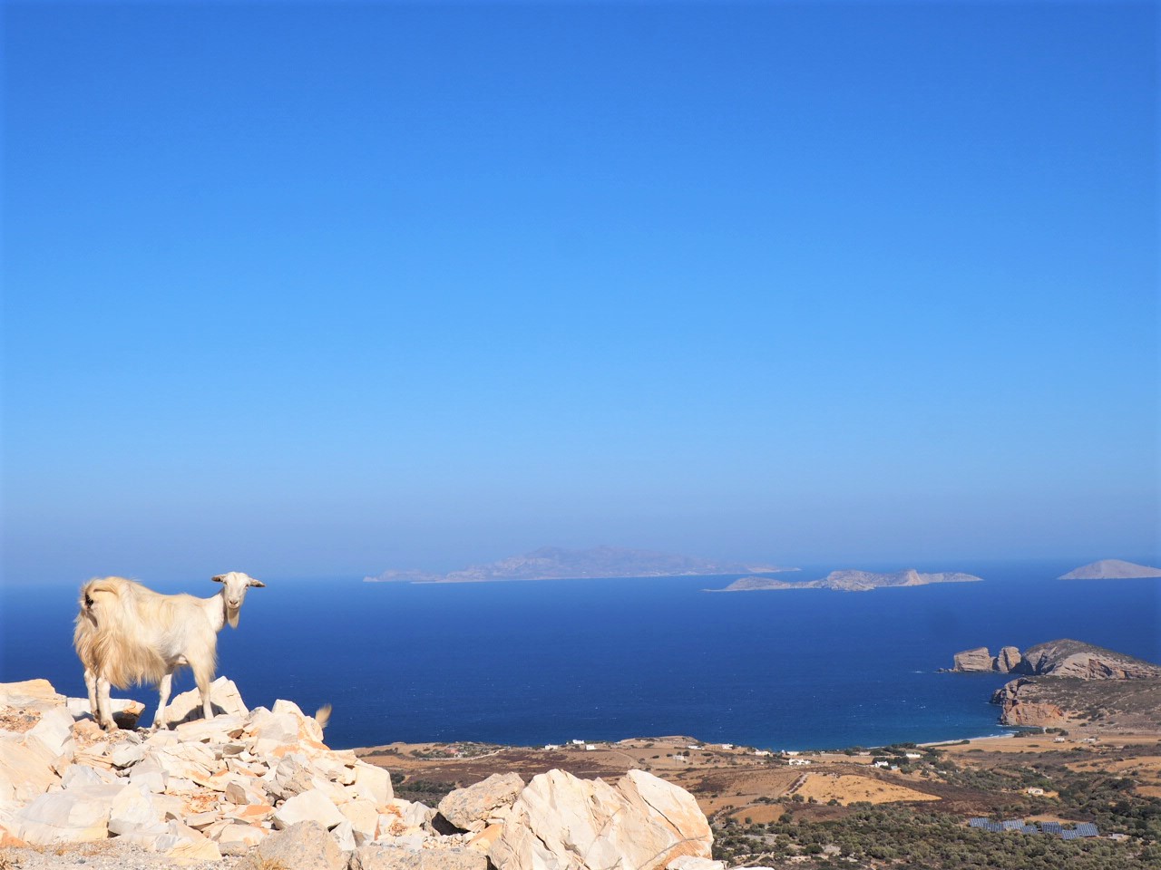 naxos-ile-grece-dans-les-cyclades-chevre-en-divagation-madame-Fet