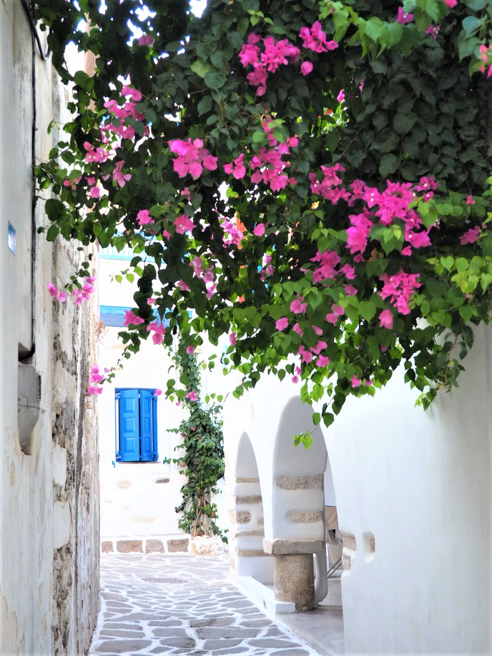 parikia-paros-cyclades-grece-fleurs